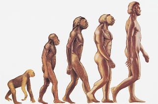 Evolution steps from monkey to man