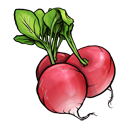 Radish